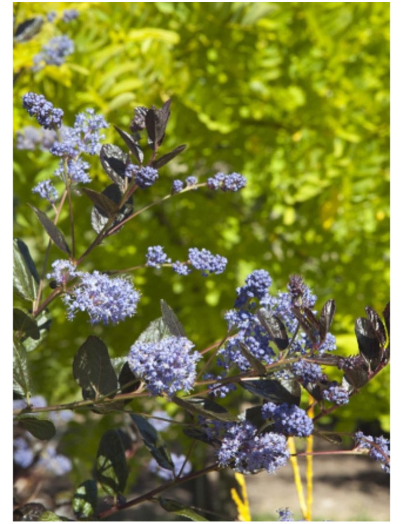 CEANOTHUS TUXEDO (Céanothe)