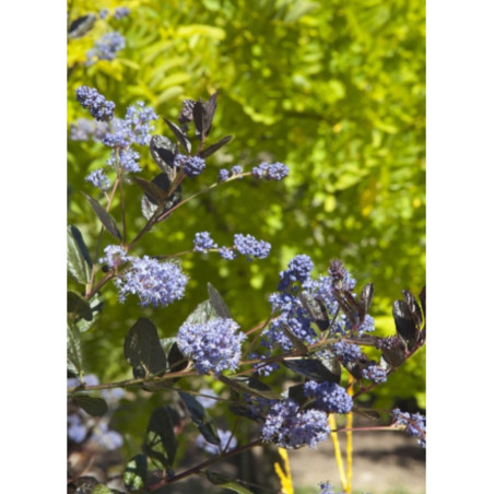 CEANOTHUS TUXEDO (Céanothe)