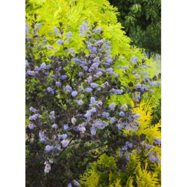 CEANOTHUS TUXEDO (Céanothe)