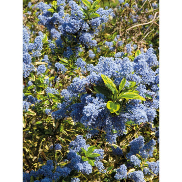 CEANOTHUS thyrsiflorus EL DORADO (Céanothe)