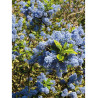 CEANOTHUS thyrsiflorus EL DORADO (Céanothe)