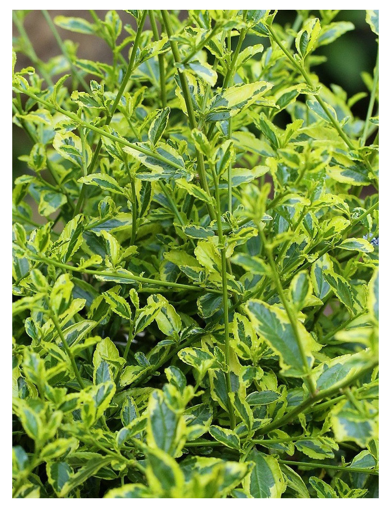 CEANOTHUS thyrsiflorus EL DORADO (Céanothe)