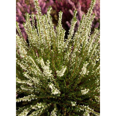 CALLUNA vulgaris BLANC (Bruyére d'été)