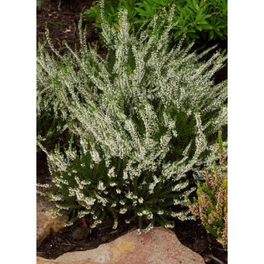 CALLUNA vulgaris BLANC (Bruyére d'été)