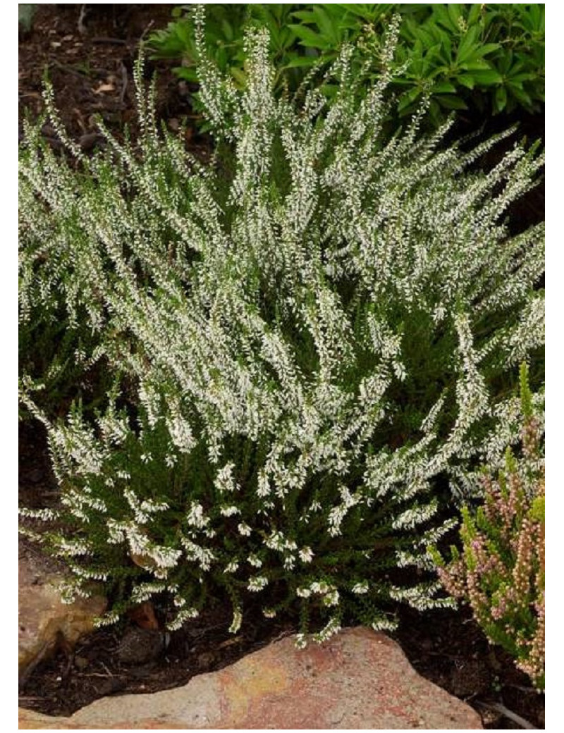 CALLUNA vulgaris BLANC (Bruyére d'été)