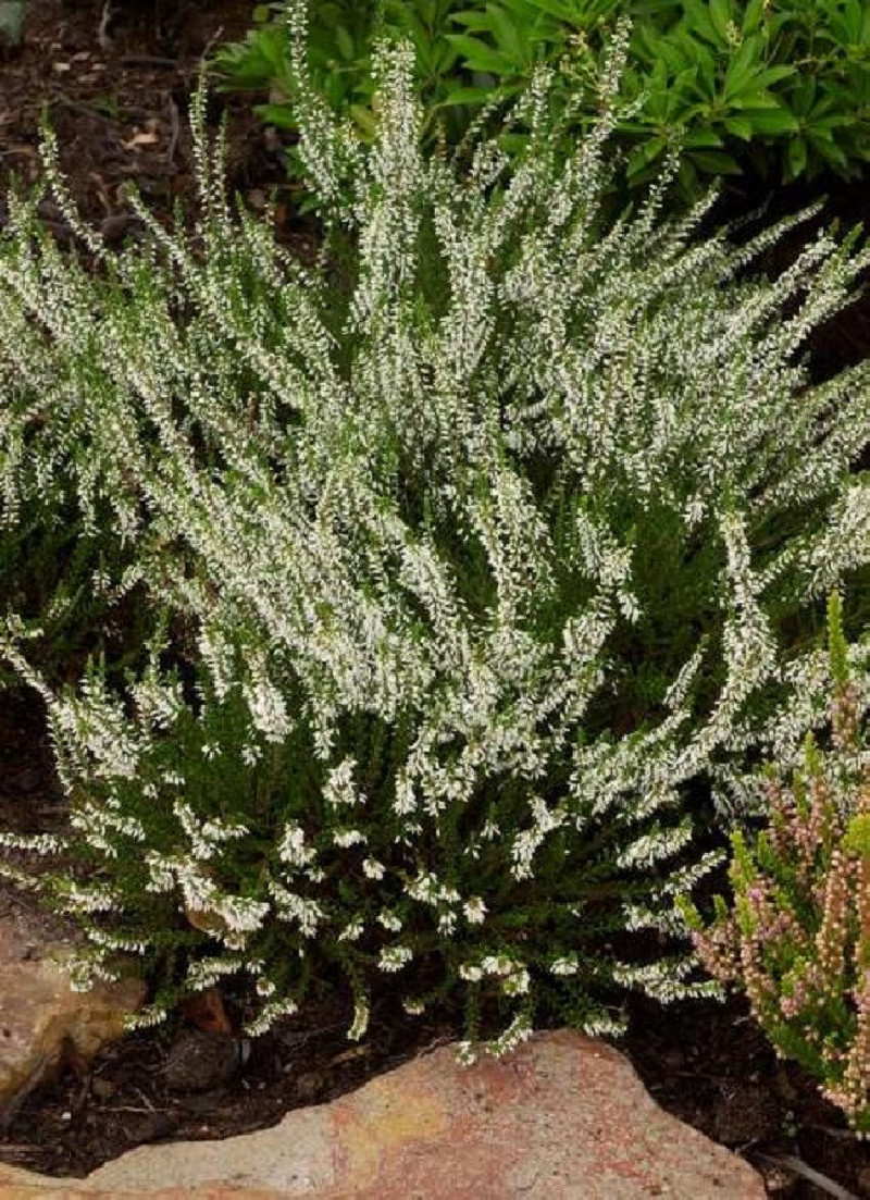 CALLUNA vulgaris BLANC