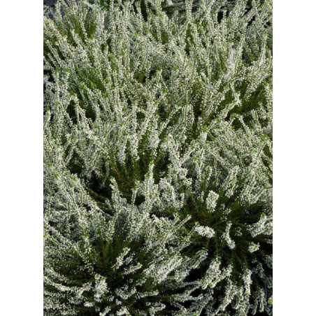 CALLUNA vulgaris BLANC (Bruyére d'été)