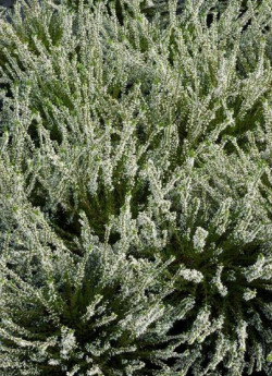CALLUNA vulgaris BLANC
