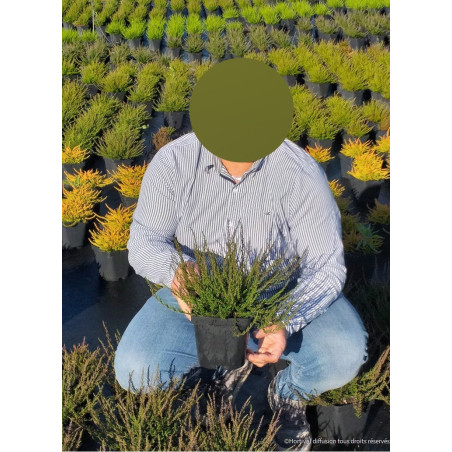 CALLUNA vulgaris BLANC (Bruyére d'été)