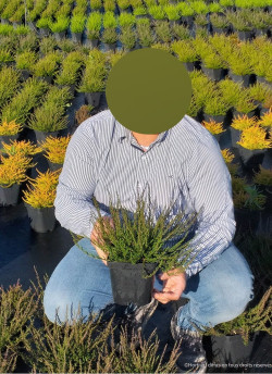 CALLUNA vulgaris BLANC En pot de 2-3 litres