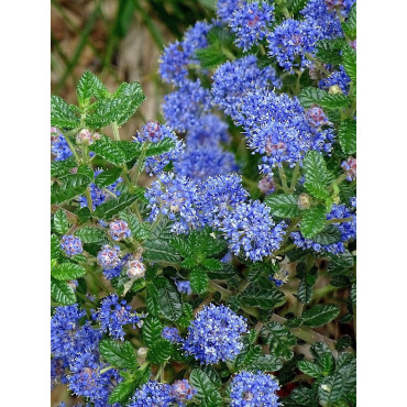 CEANOTHUS thyrsiflorus AUTUMNAL BLUE (Céanothe)