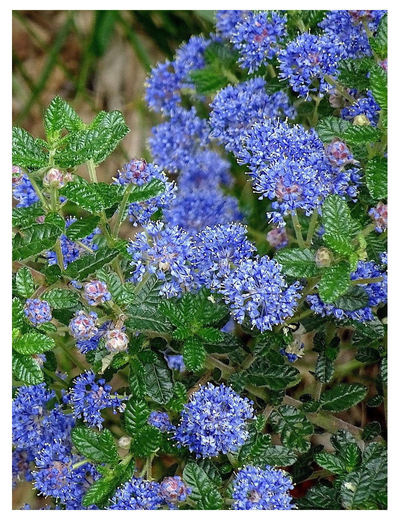 CEANOTHUS thyrsiflorus AUTUMNAL BLUE (Céanothe)