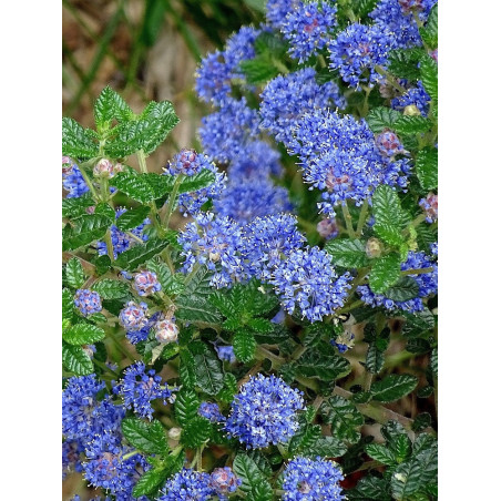 CEANOTHUS thyrsiflorus AUTUMNAL BLUE (Céanothe)