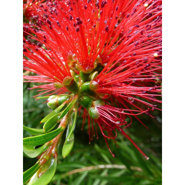 CALLISTEMON rigidus (Rince bouteille australien)