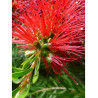 CALLISTEMON rigidus (Rince bouteille australien)