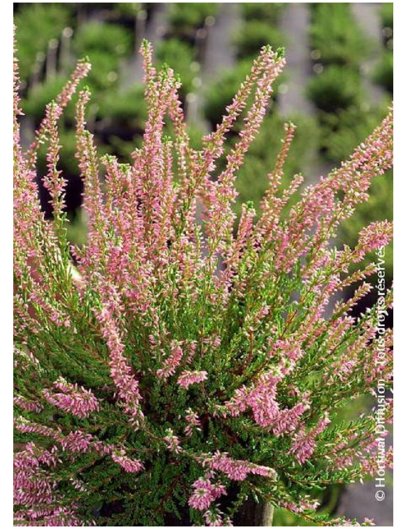 CALLUNA vulgaris ROSE (Bruyére d'été)