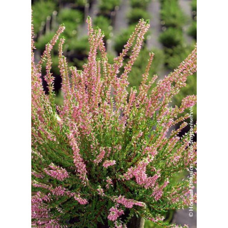 CALLUNA vulgaris ROSE (Bruyére d'été)