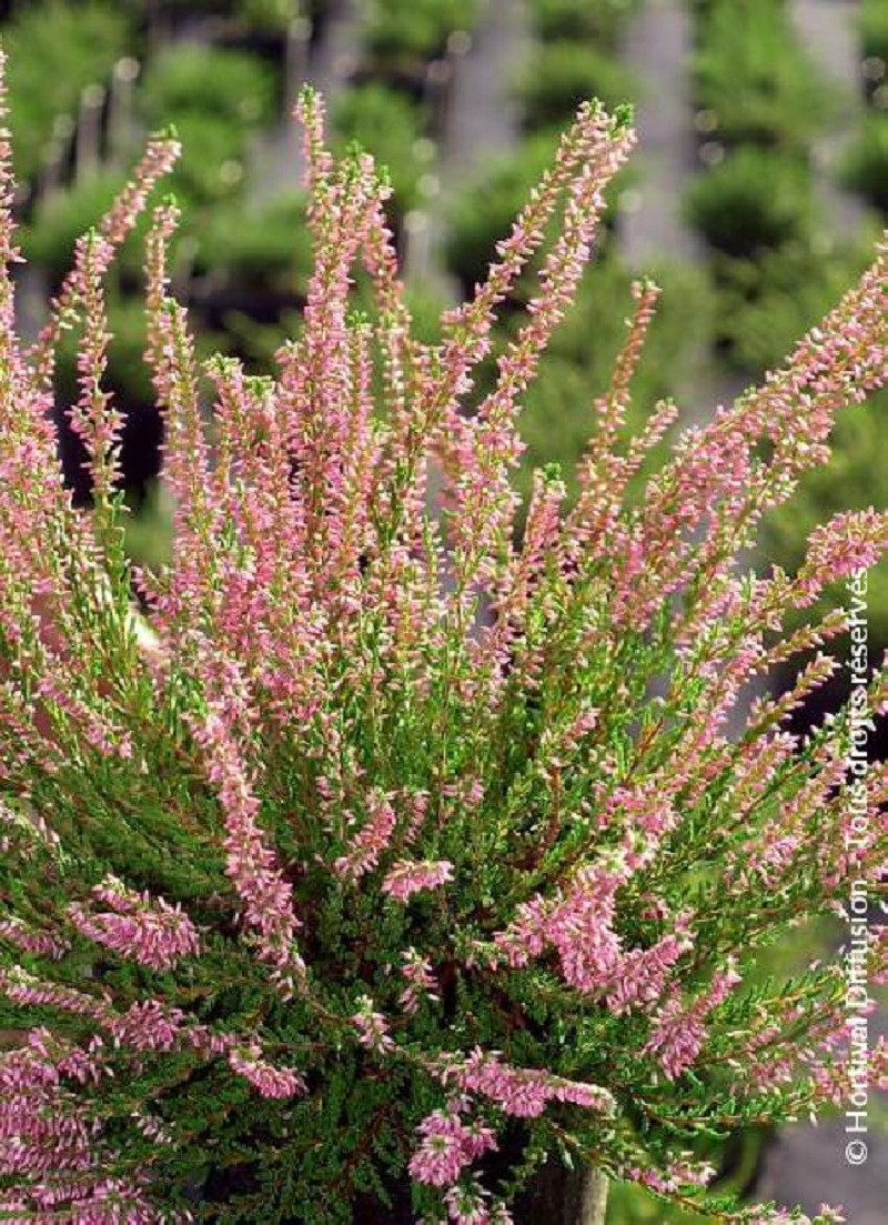 CALLUNA vulgaris ROSE
