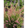 CALLUNA vulgaris ROSE (Bruyére d'été)