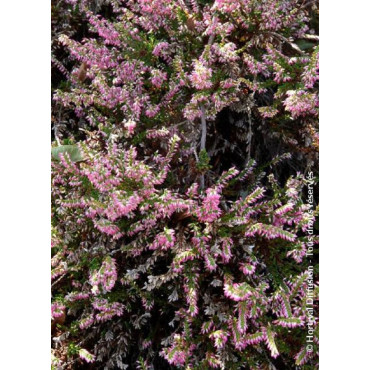 CALLUNA vulgaris ROSE (Bruyére d'été)