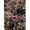 CALLUNA vulgaris ROSE (Bruyére d'été)