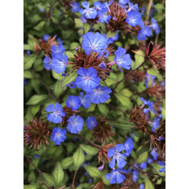 CERATOSTIGMA willmottianum (Plumbago de Wilmott)