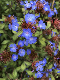 CERATOSTIGMA willmottianum