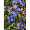 CERATOSTIGMA willmottianum (Plumbago de Wilmott)