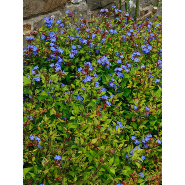 CERATOSTIGMA willmottianum (Plumbago de Wilmott)