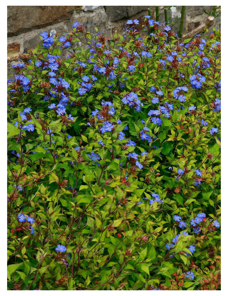 CERATOSTIGMA willmottianum (Plumbago de Wilmott)