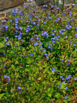 CERATOSTIGMA willmottianum
