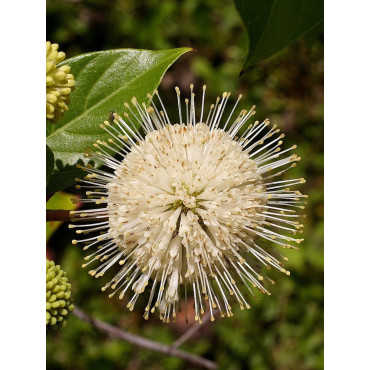 CEPHALANTHUS occidentalis (Bois-bouton, Céphalanthe occidental)