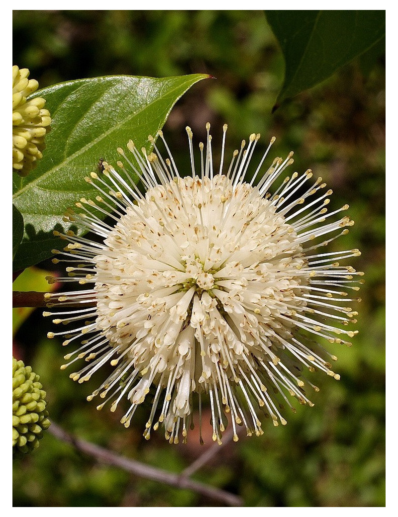 CEPHALANTHUS occidentalis (Bois-bouton, Céphalanthe occidental)