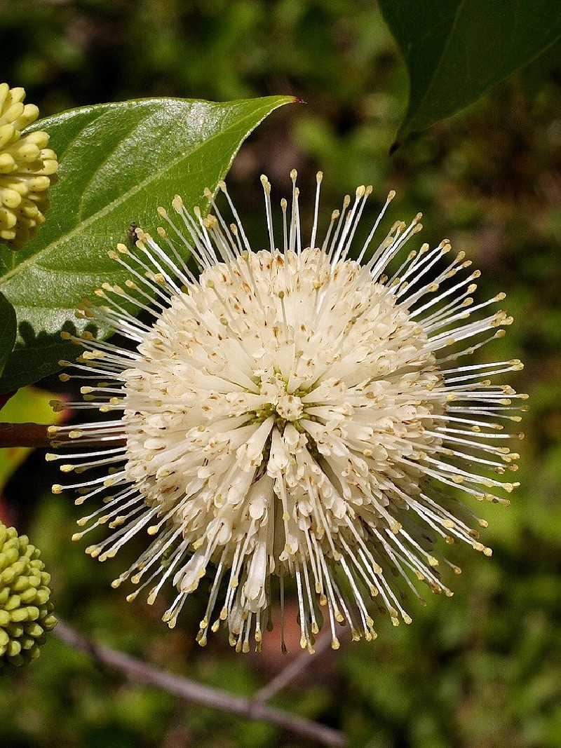 CEPHALANTHUS occidentalis