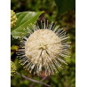 CEPHALANTHUS occidentalis (Bois-bouton, Céphalanthe occidental)