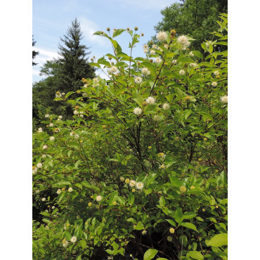 CEPHALANTHUS occidentalis (Bois-bouton, Céphalanthe occidental)