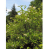 CEPHALANTHUS occidentalis (Bois-bouton, Céphalanthe occidental)