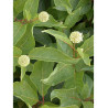 CEPHALANTHUS occidentalis (Bois-bouton, Céphalanthe occidental)