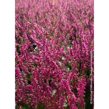 CALLUNA vulgaris ROUGE (Bruyére d'été)