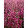 CALLUNA vulgaris ROUGE (Bruyére d'été)