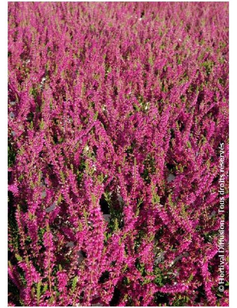 CALLUNA vulgaris ROUGE (Bruyére d'été)