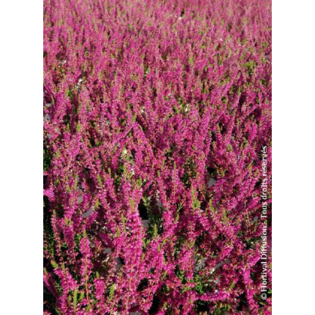 CALLUNA vulgaris ROUGE (Bruyére d'été)