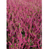 CALLUNA vulgaris ROUGE (Bruyére d'été)