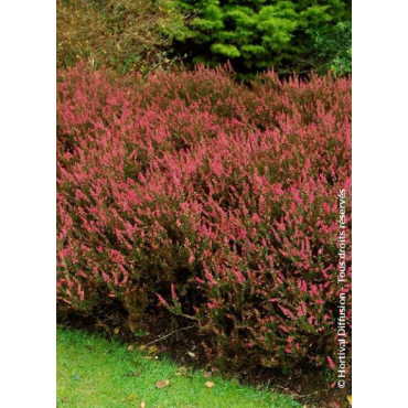 CALLUNA vulgaris ROUGE (Bruyére d'été)