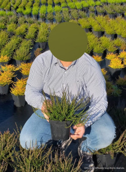 CALLUNA vulgaris ROUGE En pot de 2-3 litres