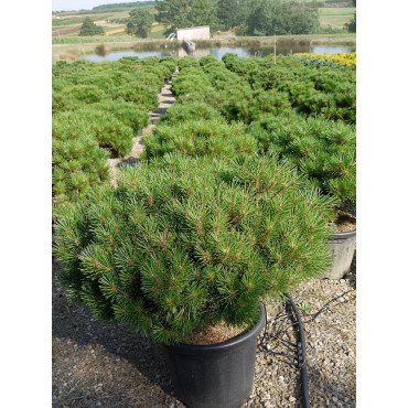 PINUS nigra PIERRICK BREGEON ® (Pin noir Pierrick Bregeon ®) En pot de 25-30 litres