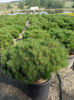 PINUS nigra PIERRICK BREGEON En pot de 25-30 litres