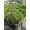 PINUS nigra PIERRICK BREGEON ® (Pin noir Pierrick Bregeon ®) En pot de 25-30 litres