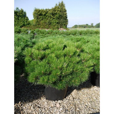 PINUS nigra PIERRICK BREGEON ® (Pin noir Pierrick Bregeon ®) En pot de 25-30 litres