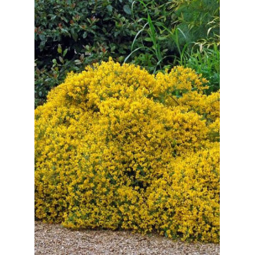 GENISTA lydia (Genêt de Lydie)